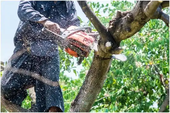 tree services Ocean Park